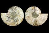 Agatized Ammonite Fossil - Crystal Filled Chambers #145225-1